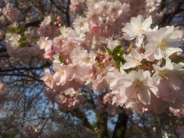 Frühling! ja, du bist’s!